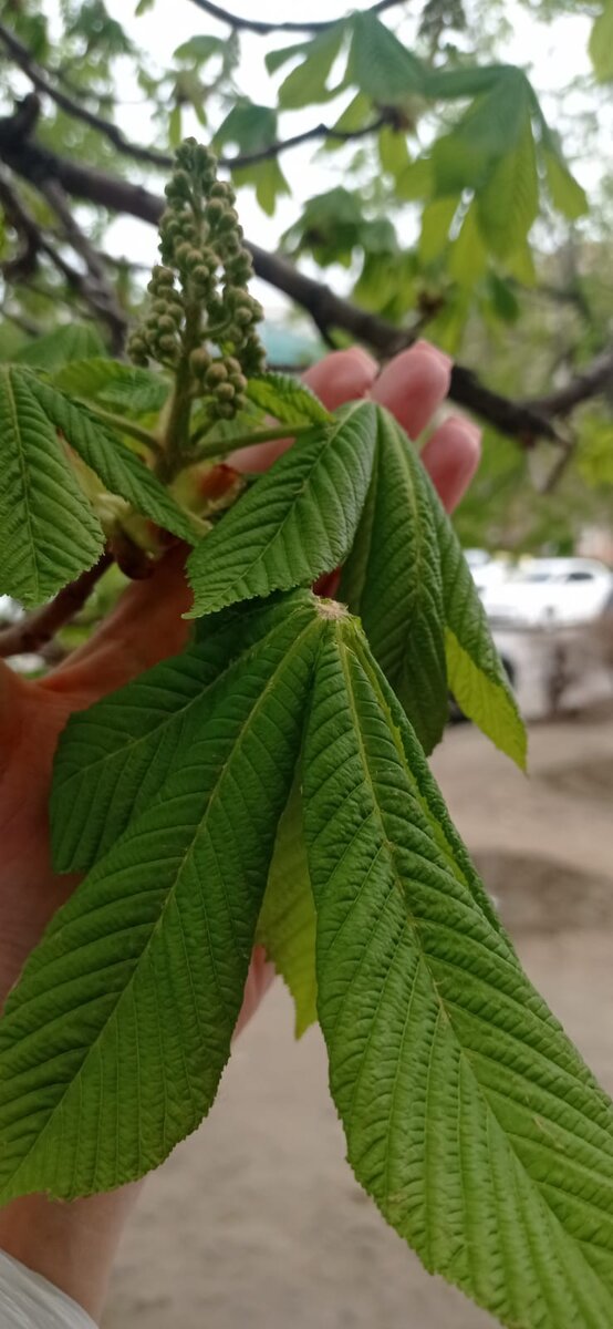 каштан набирает цвет