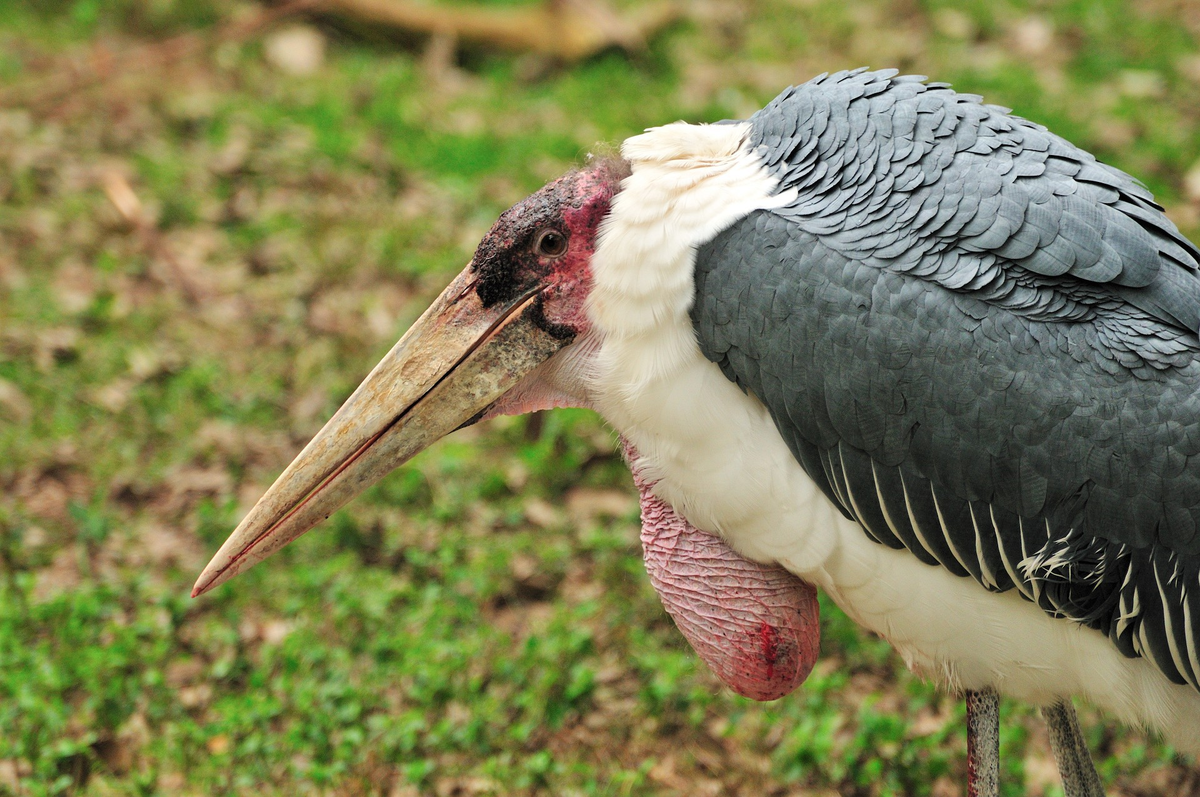 Довольно жутковатая птица. Лучше на ночь не смотреть её фотографии