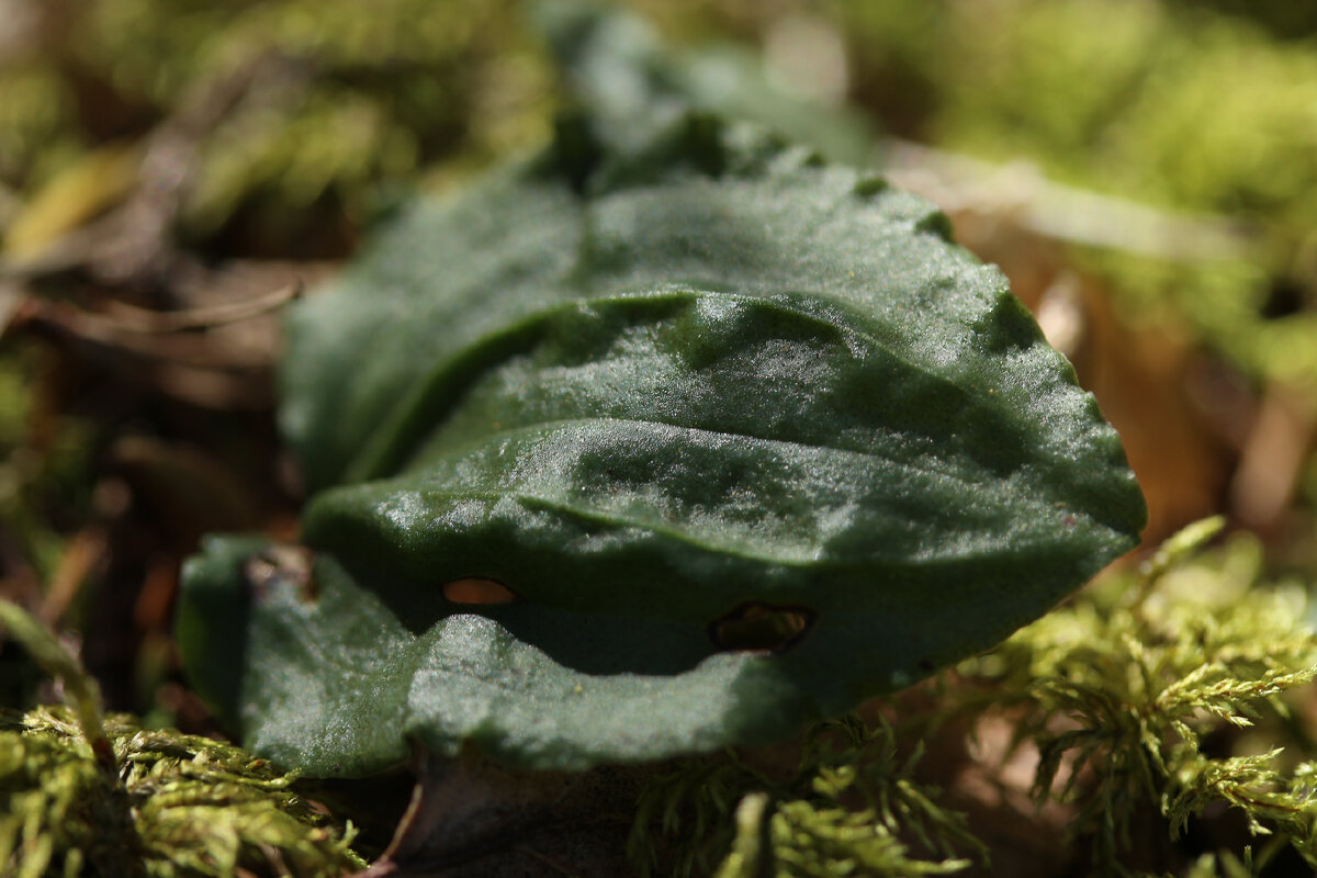 Всходы калипсо