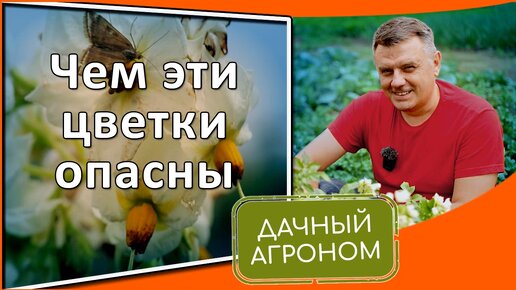 Цветки и ягоды на картофеле: при чем тут урожай?