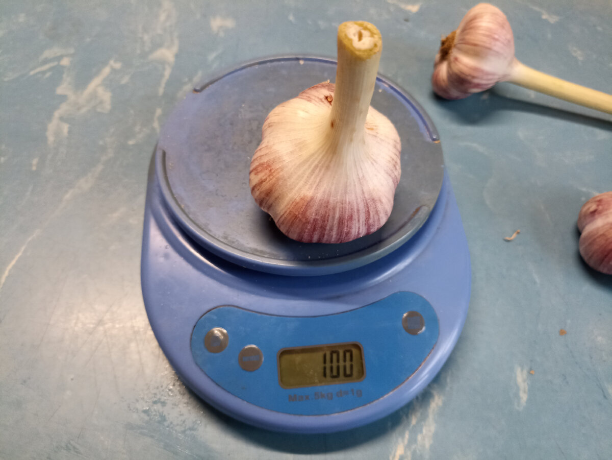 Вес головки - 100 г. Фото автора