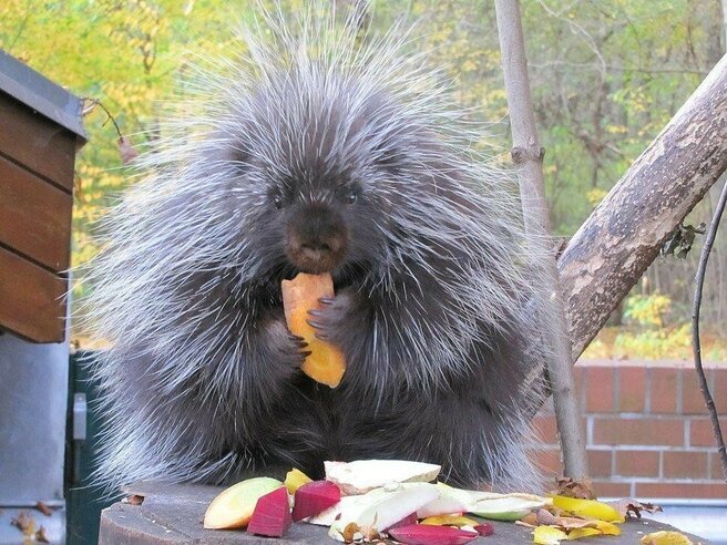 ��������, ������������������ ��������. ������� ������.