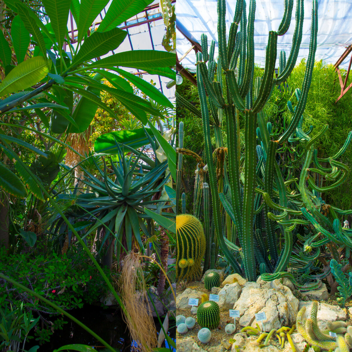 Алоэ и пальма домашняя/гвоздичновидные