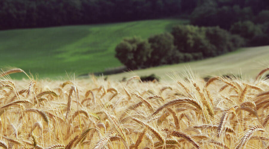    «Над пропастью во ржи». Что за пропасть в знаменитом романе Сэлинджера? Фото: по лицензии PxHere