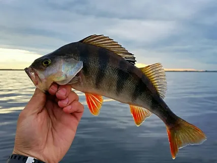 окунь речной