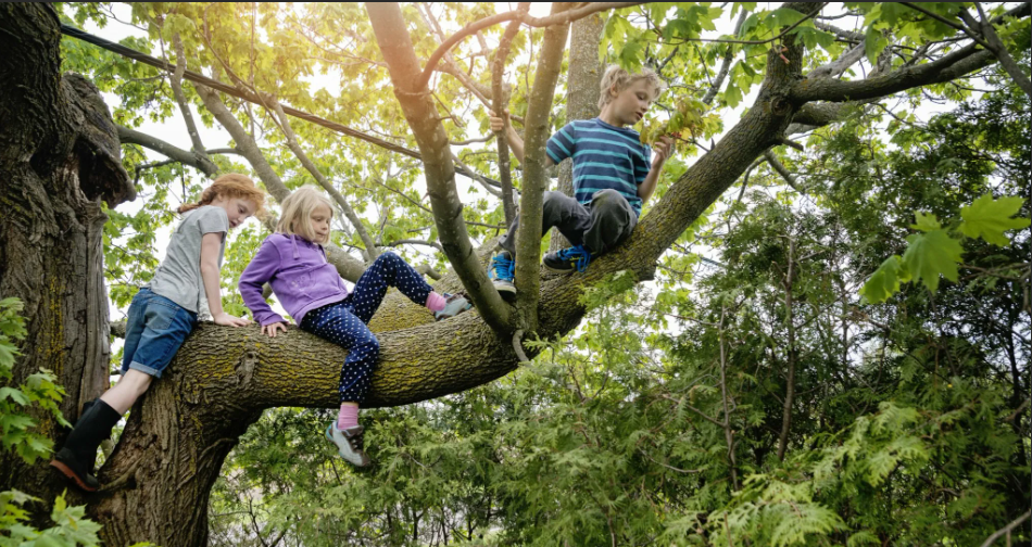 Все начиналось с лазанья по различным детским горкам и деревьям. Залезть на дерево считалось ценным и увлекательным приключением. 