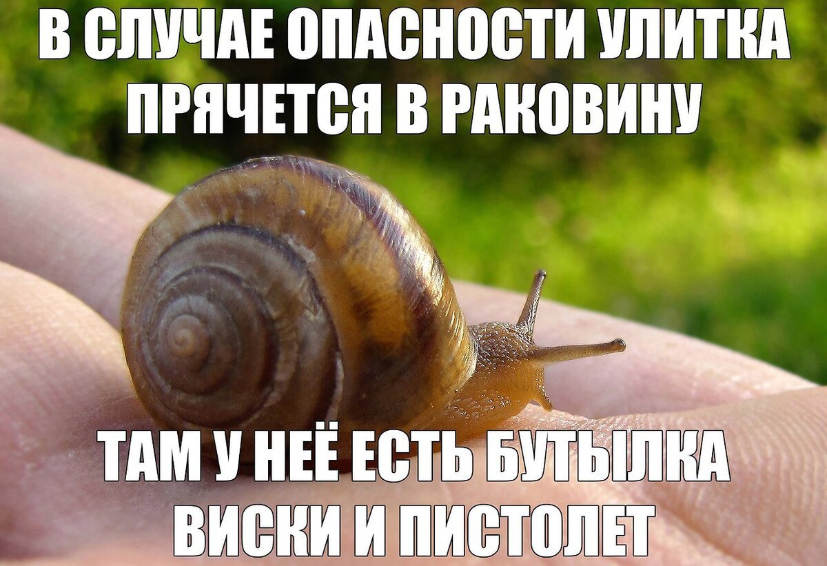 В случае там. Шутка про улитку. Улитка прикол. Анекдот про улитку. Мемы про улиток