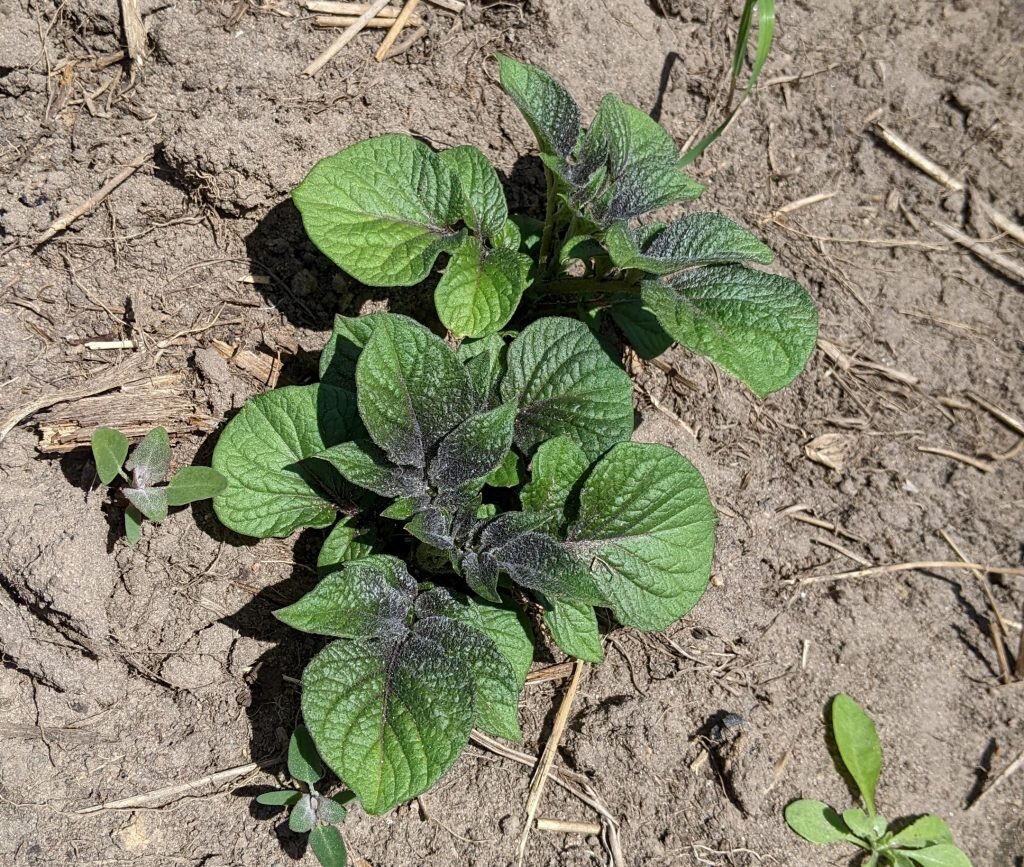 Фиолетовый оттенок ботвы.