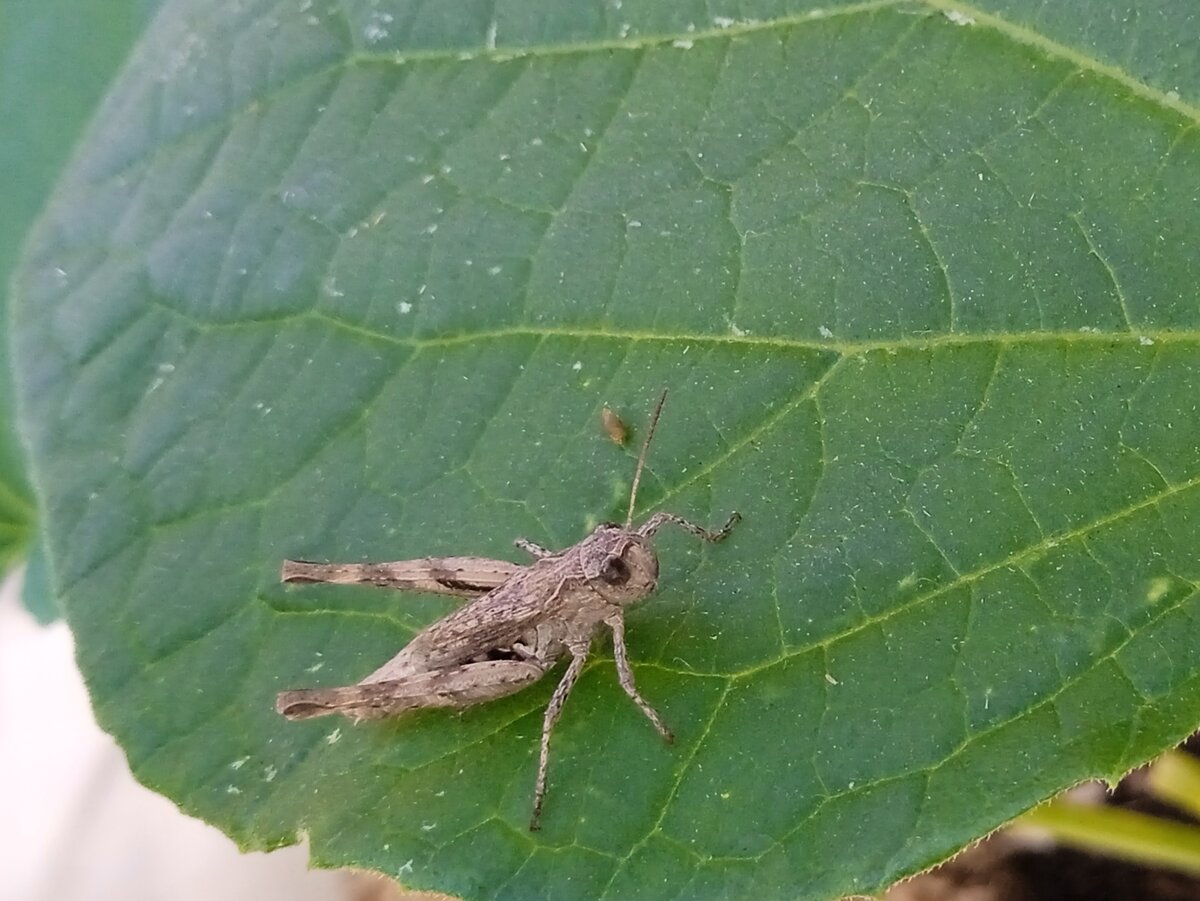 Прелесть, правда?! 