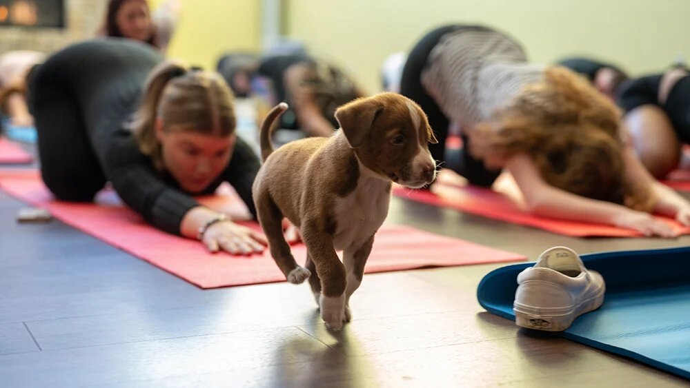 Puppy Yoga Parijs, knuffelige yogasessies met schattige puppy's! - Boek nu - Sor