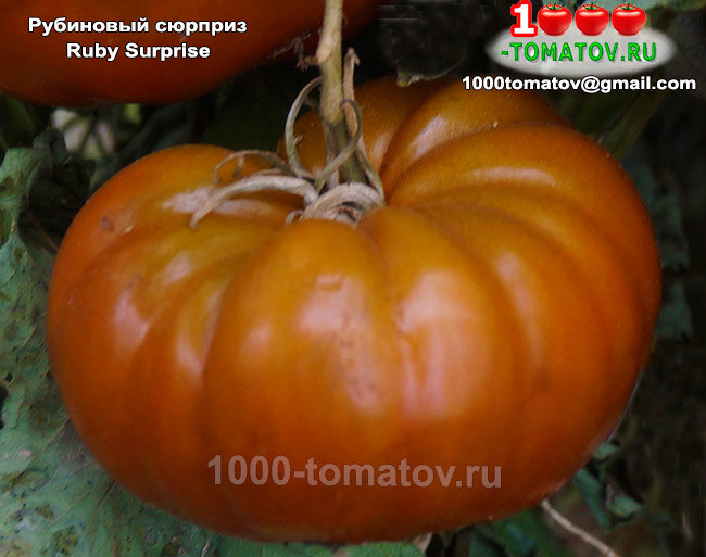 Томат Рубиновый сюрприз Ruby Surprise фото 2