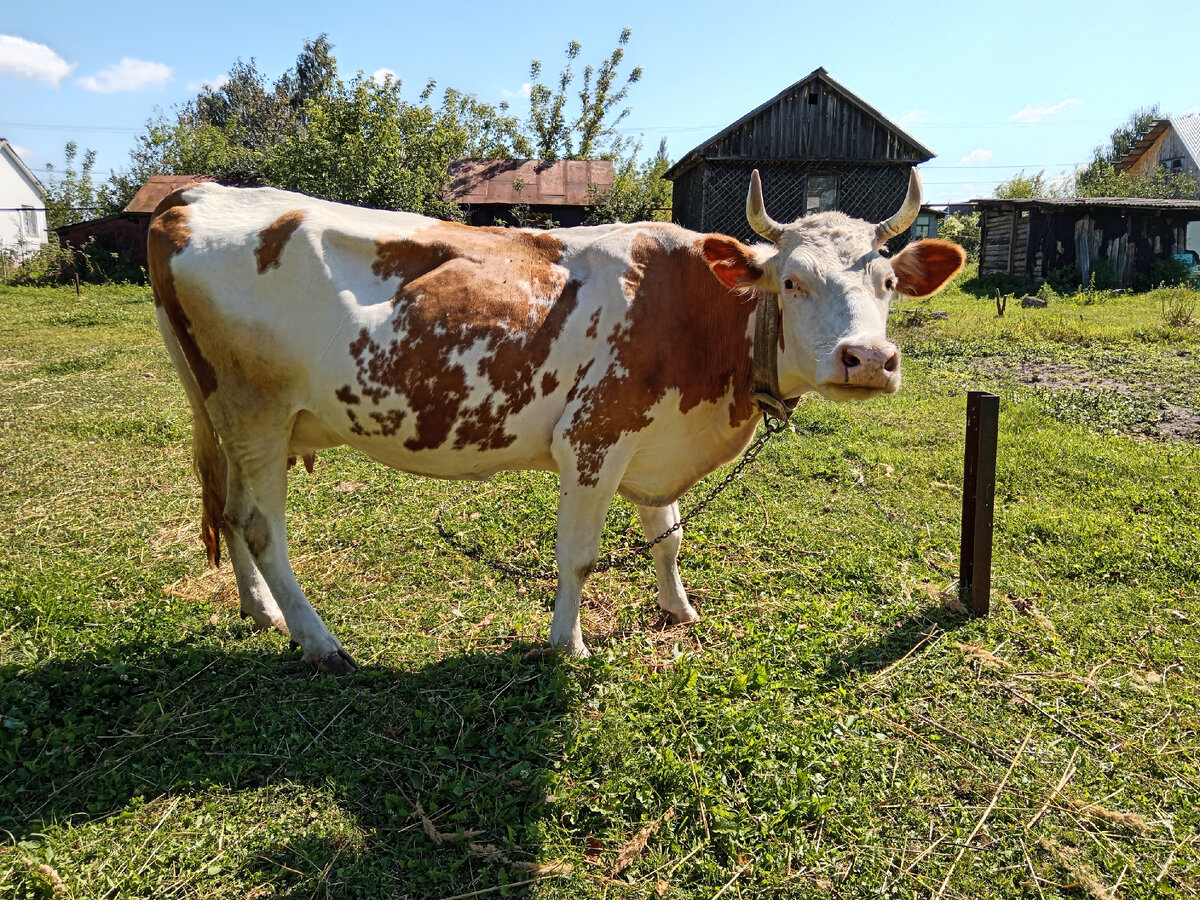 Кормилица Зорька