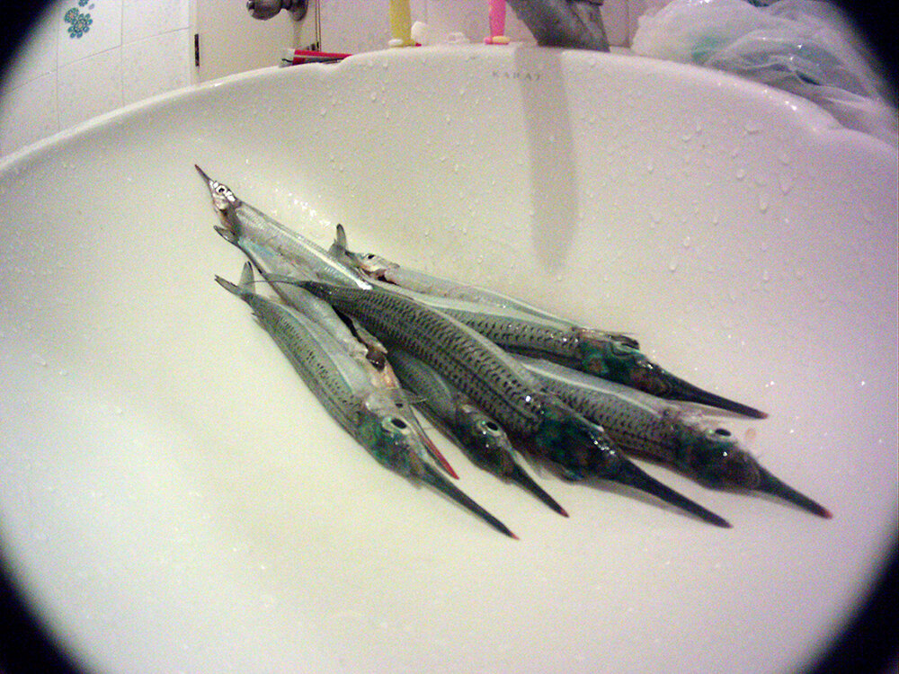 Сарган обыкновенный (lat. - Belone belone), родственник панцирной щуки.