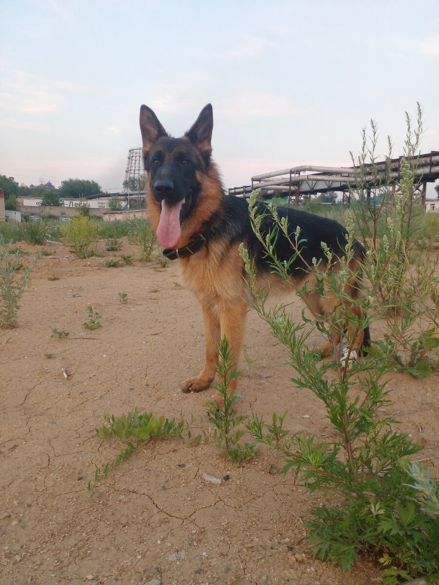 Асгерт, июль 2023 года, гуляем  в промзоне. Фото автора.  