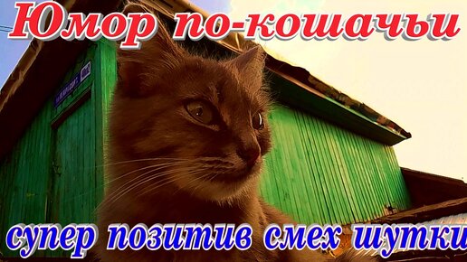 Кошачьи разговоры и приколы Супер юмор смех позитив приколы с котами смешные кошки 2023