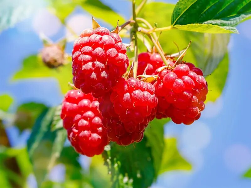 Оглавление