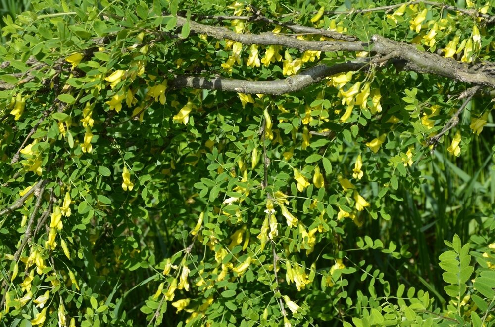    Карагана древовидная