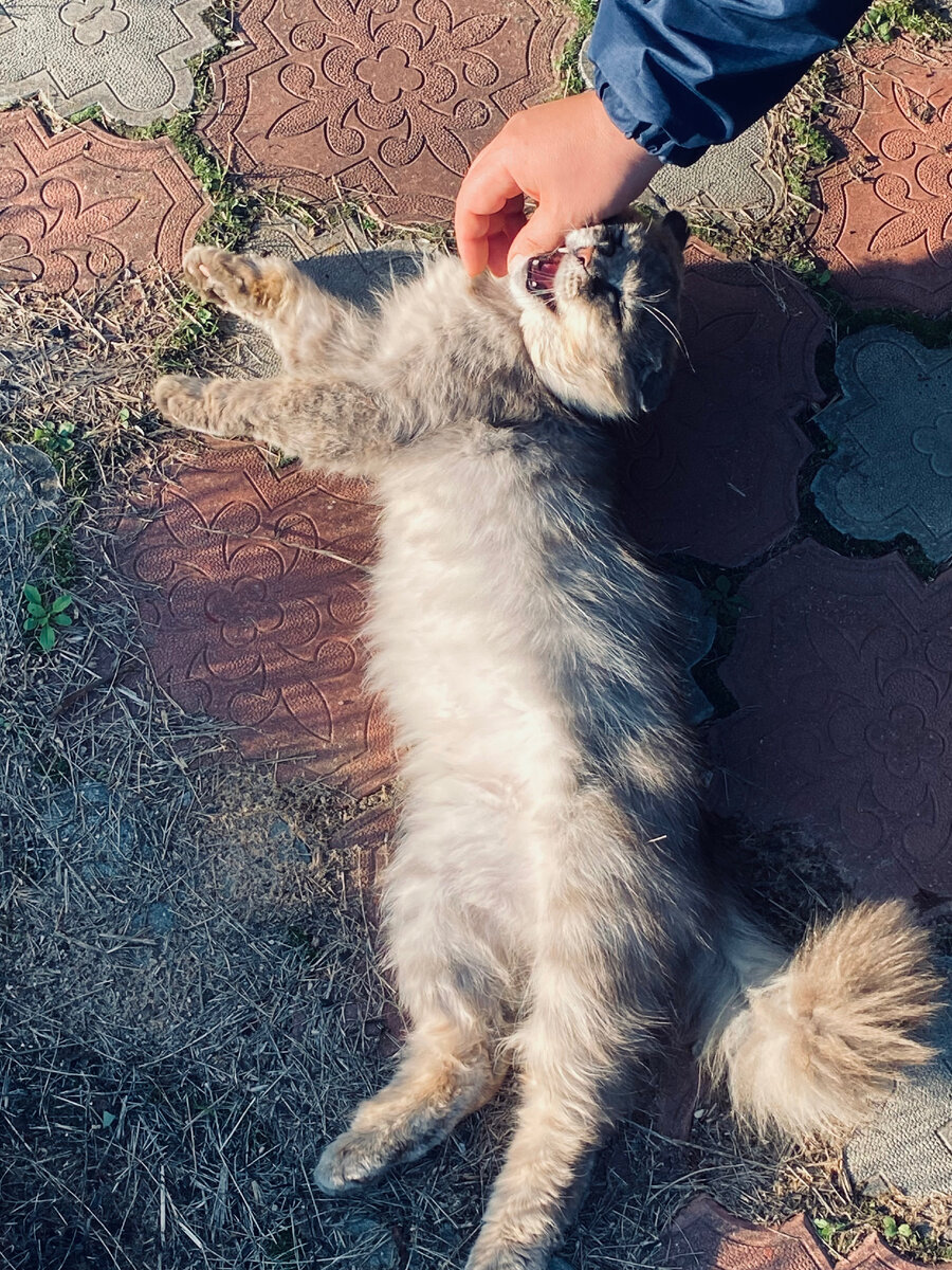 На участке можно и кверху пузом валяться, никто не обидит.