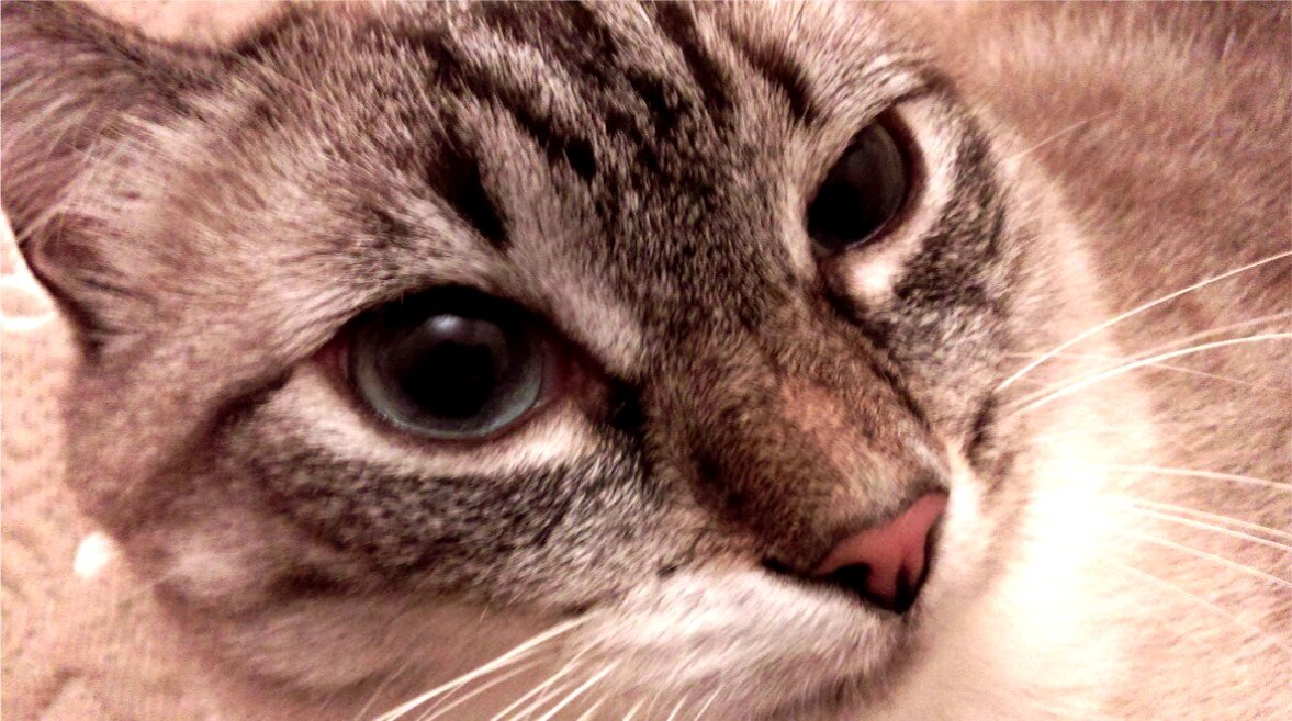 Я тебя по судам затаскаю!