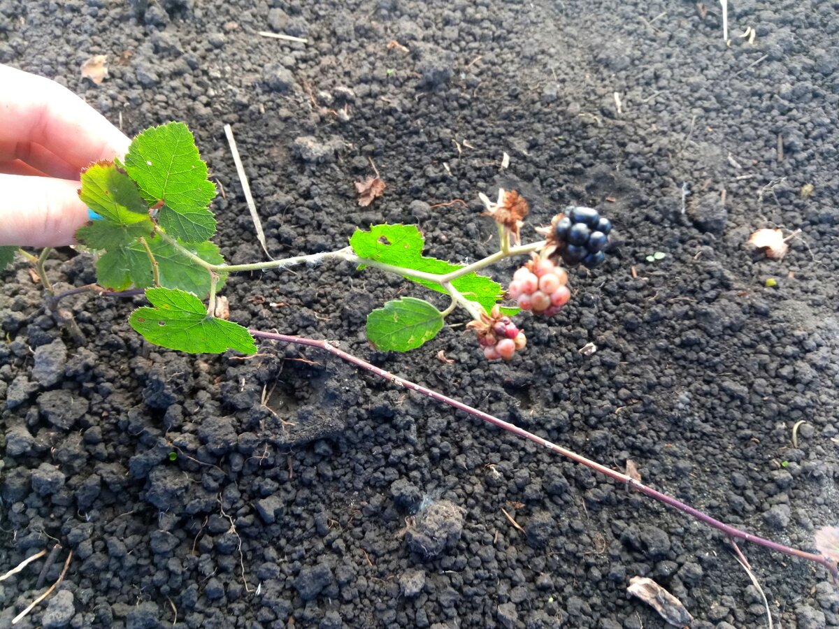 Молодой саженец ежевики с недозрелыми ягодами