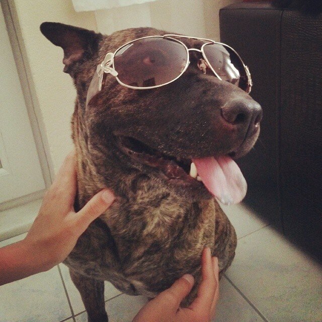 Наш булкодав Ева.