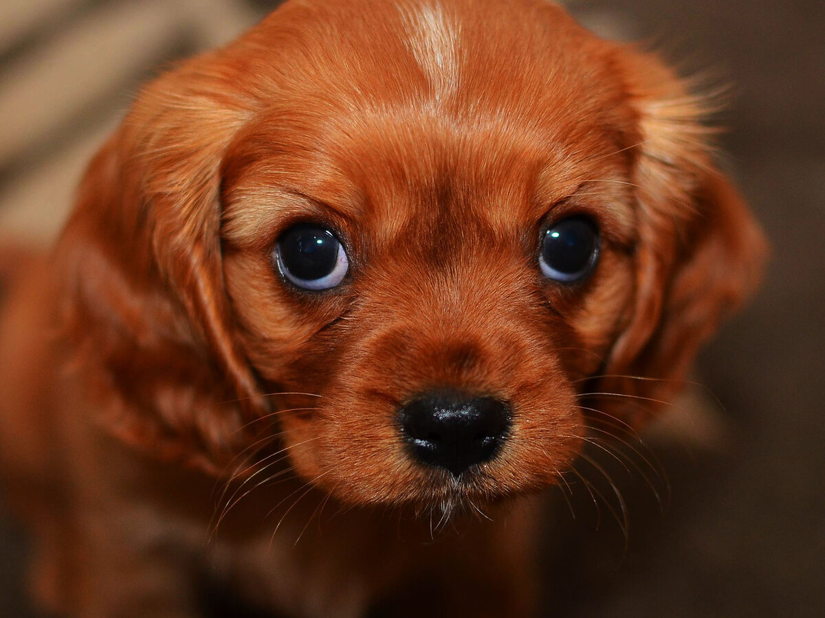 26 фактов о вашей собаке