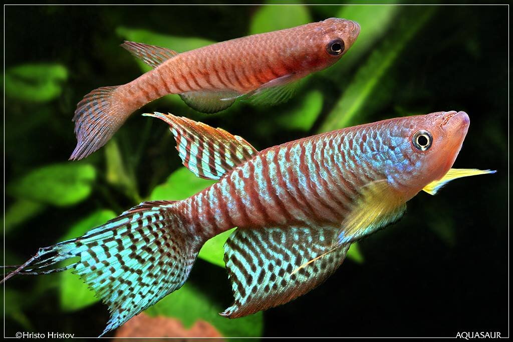 Gnatholebias zonatus Finca