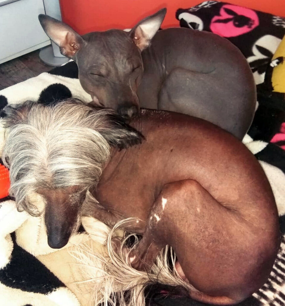 Китайская хохлатая и американский голый терьер