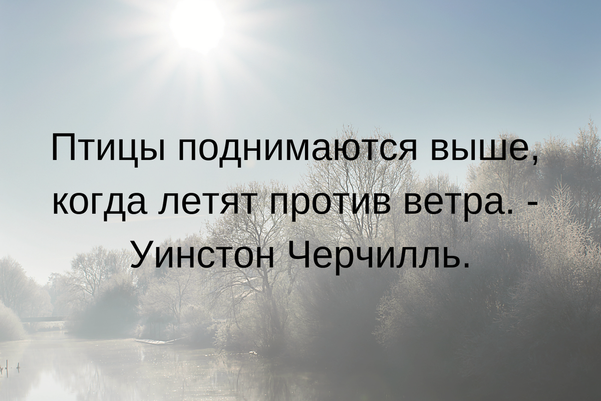 Против ветра. Птицы поднимаются выше когда летят против ветра. Против ветра цитаты. Птица против ветра. Идти против ветра цитаты.