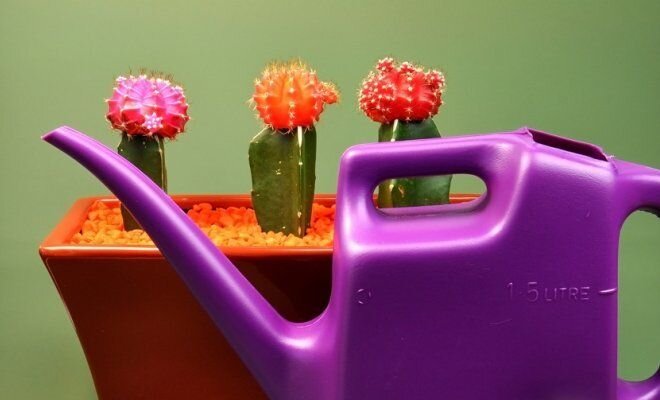   Кактусы есть совершенно различной формы и  размеров. Очень многие выращивают кактусы в домашних условиях, поскольку они отлично вписываются в интерьер дома.-2