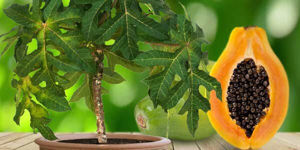 Папайя – выращивание в домашних условиях из семян