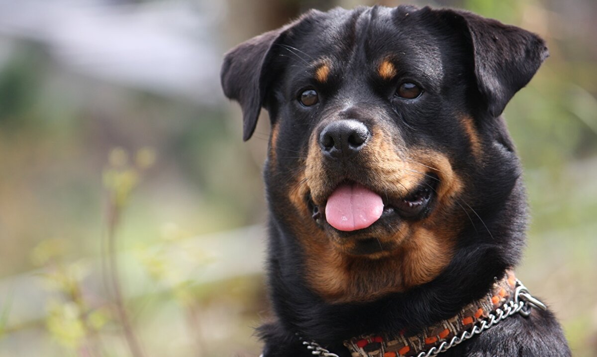 (Фото с открытого источника в интернете)