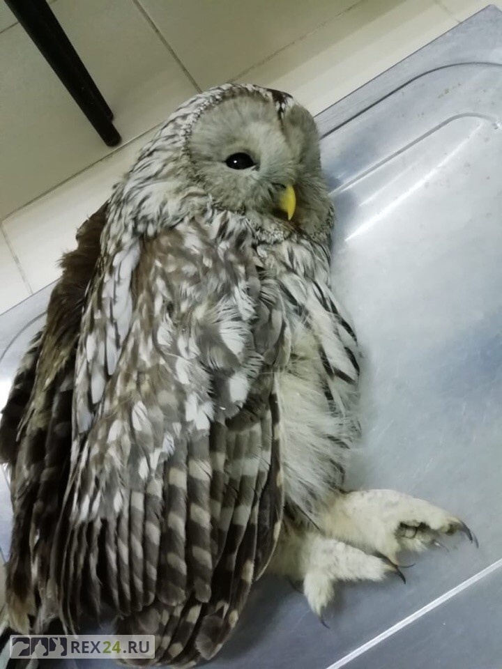 Фото: vk.com/live_kras