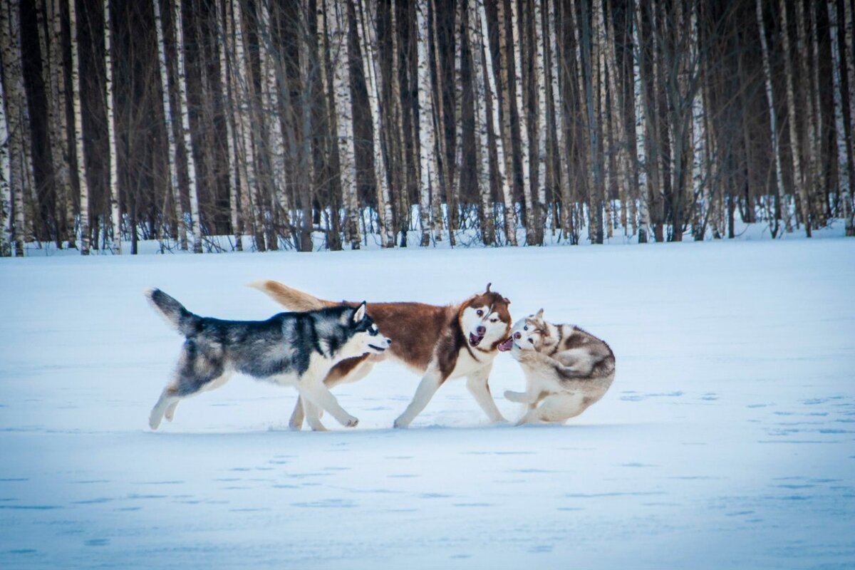 Самые странные собачьи клички в нашей стае. | In Dogs we Trust | Дзен