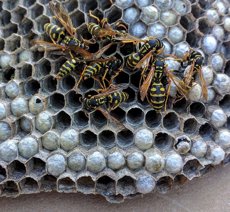   Размер взрослой особи бумажной осы примерно равен размеру пчелы. Живут они в среднем чуть больше года, а в более северных уголках мира, лишь один летний сезон. Осенью большинство самцов погибает.-2
