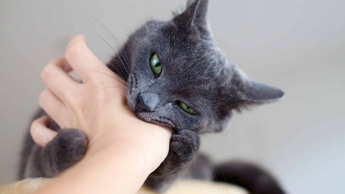 Почему кошка жует и кусает руку хозяина? | ZOO CHANNEL | Дзен