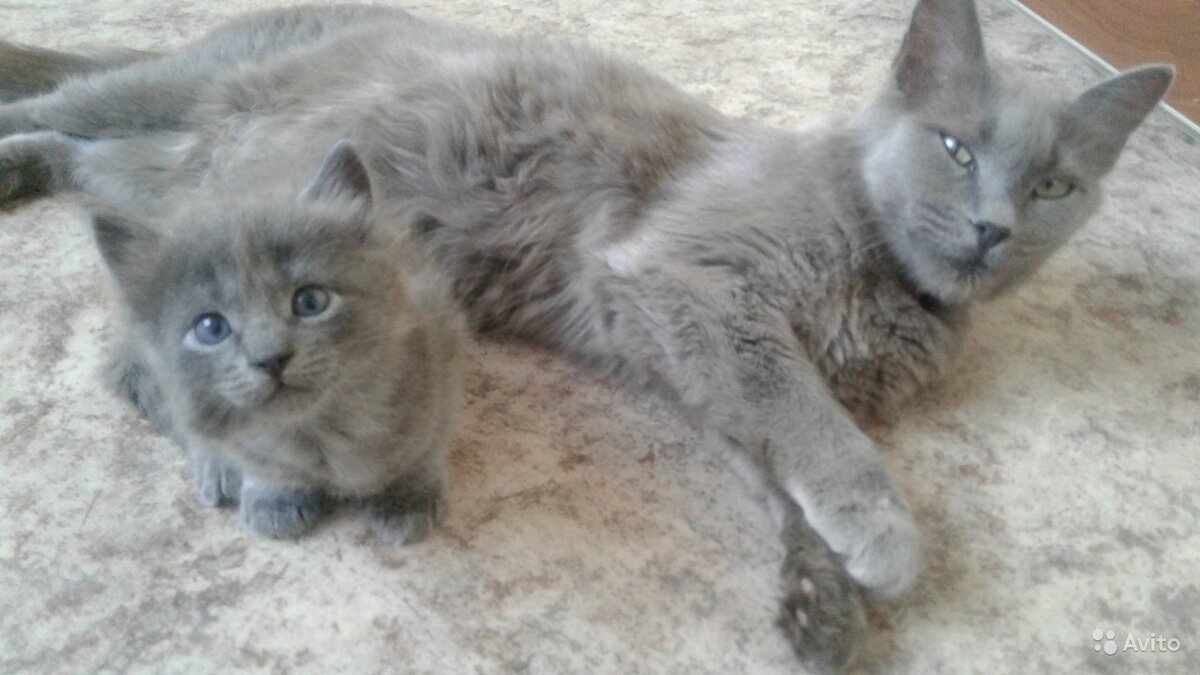 коты таганрог