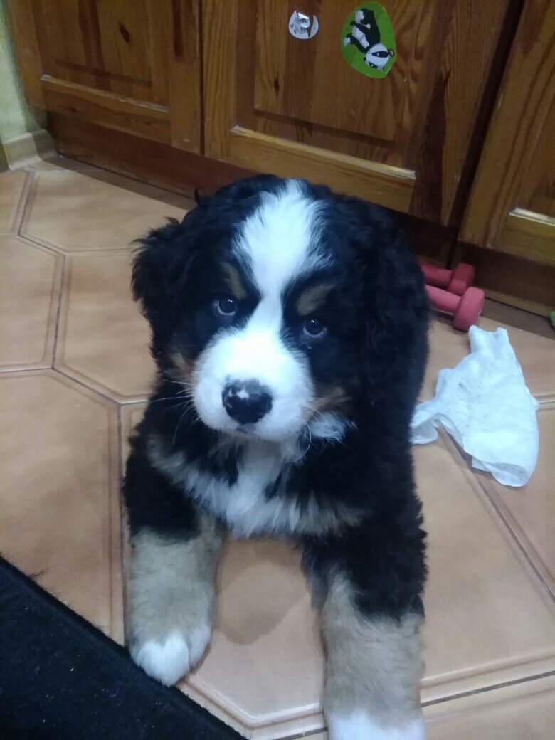 Зовут его Ральф.