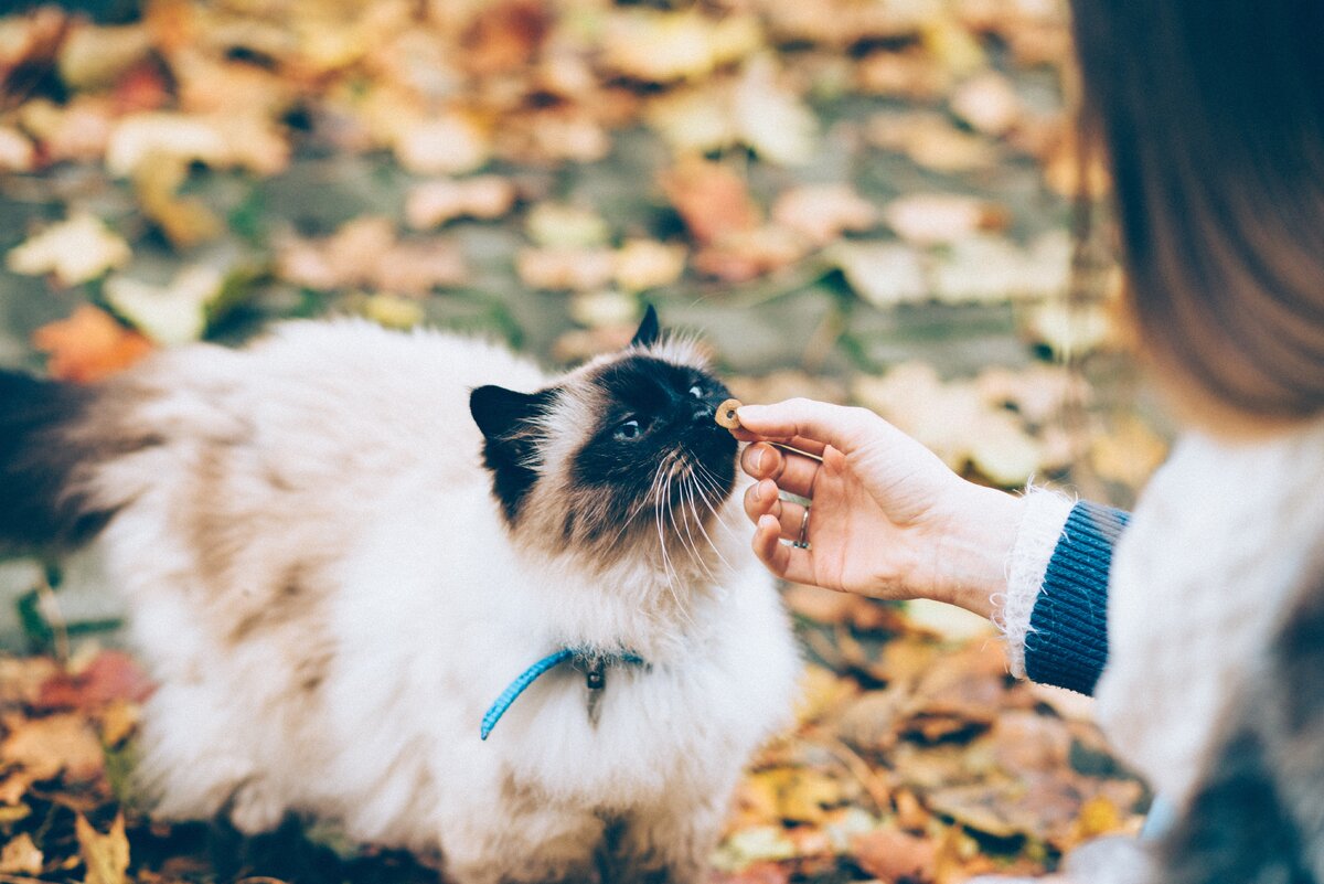 Photo by freestocks.org on Unsplash 