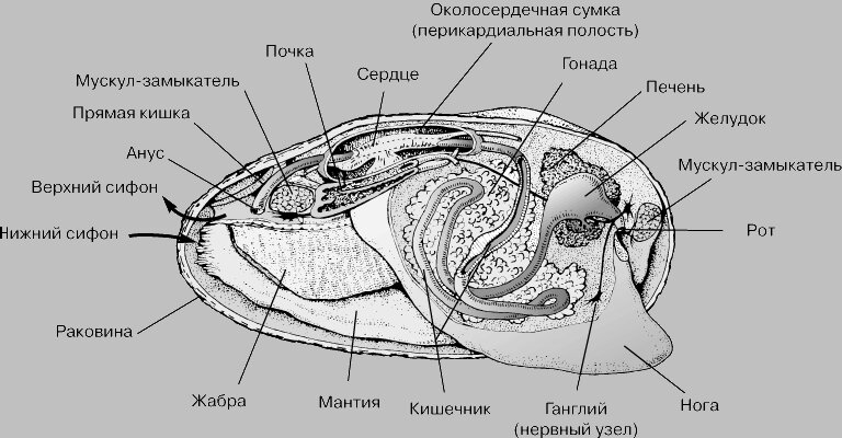 Строение двустворчатых моллюсков