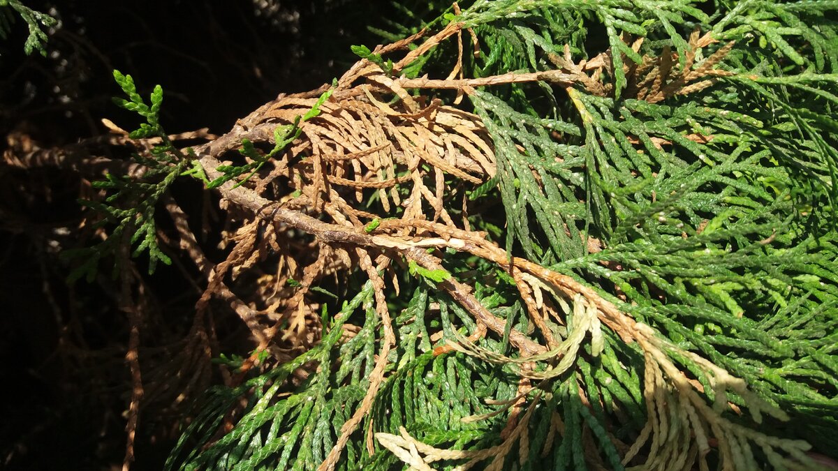 ветка подсыхает из-за повреждения коры, после "пяточки"