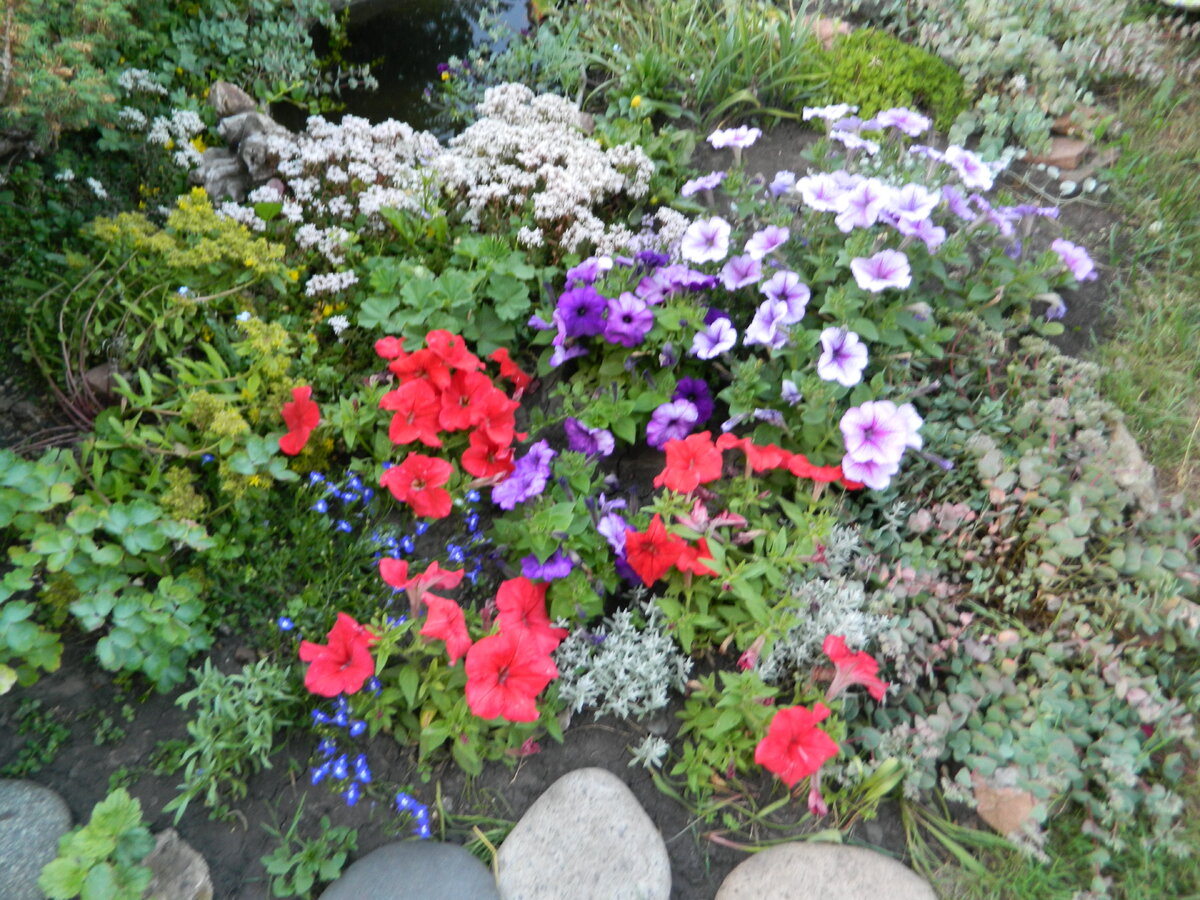 И вовсю цветут цветы!