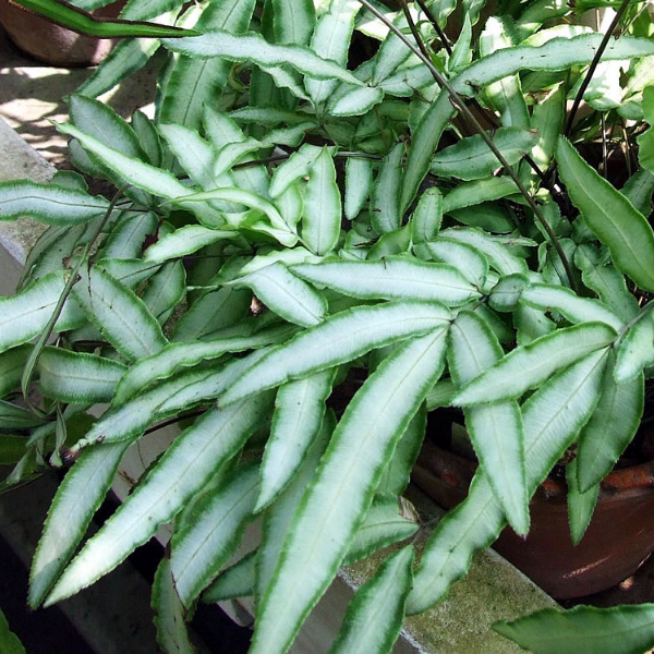 http://plantsrescue.com/wp-content/uploads/2013/08/Pteris-cretica-Albolineata.jpg