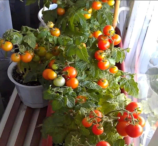 Как получить хороший урожай помидоров на Подоконнике. Подруга мне сначала не поверила, но потом пожалела