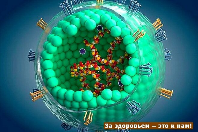 Вирусы кори под микроскопом