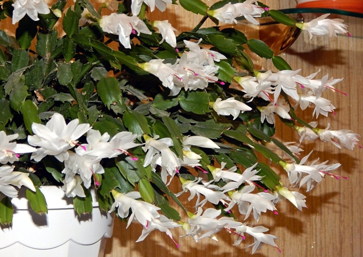 Елена Милютина Курск