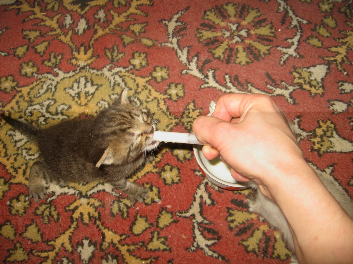 Выкорм найденыша. Искусственное вскармливание котят не редкая картина в городе – совсем маленькие слепые котята ползают возле помойки или просто валяются на дороге и пищат. Некоторые вообще убивают новорождённых котят. Вот так некоторые люди, хотя людьми я их не считаю, им одно название – убийцы, избавляются от ненужного потомства. Все брошенные котята обречены на смерть. Такие котята могут рассчитывать лишь на доброту нашедших их людей. Если котята не успели переохладиться, то их можно спасти и вырастить здоровых красивых животных. Выкормить слепого котёнка очень сложно, он может только сосать. Так же ему необходимы условия для гнезда и особый уход.  
Питание для новорождённых котят. 

1) Идеальный вариант – найти кормящую кошку. 
2) Обычное коровье молоко категорически запрещено! Котёнок его не сможет усвоить и погибнет. 
3) Для вскармливания котят подойдёт козье молоко, заменитель кошачьего молока (продаётся в зоомагазине, лучше брать от Royal Canin) или сухие детские смеси (водой надо разбавлять в 2 раза больше чем, для кормления ребёнка). 
4) Хранить приготовленную смесь можно в холодильнике, но не более суток. 
5) Не кормите котёнка смесью из холодильника, её нужно подогревать. 
6) Температура питания должна составлять 30 – 36 градусов по Цельсию. 

Методика вскармливания. 

1) Котёнка можно кормить при помощи пипетки, шприца (без иголки), катетера (на конце катетера есть дырочки, через которые поступает молочная смесь, на другой конец надевается шприц), бутылочки из-под капель с узким носиком (предварительно тщательно промыть), а можно купить в зоомагазине специальную бутылочку с соской для котят. 
2) Кормить котёнка следует так, чтобы он лежал на пузике, иначе он может захлебнуться. 
3) Контролируйте подачу молочной смеси. 
4) Не используйте широкие отверстия, это может привести к попаданию жидкости в дыхательные пути. 
5) Можно только помогать котенку самому всасывать молоко, нельзя, чтобы он потерял сосательный рефлекс. 
6) Бутылочку нужно держать под углом 45 градусов, а не горизонтально. 
7) Недельного котёнка следует кормить каждые 2 часа, на второй неделе каждые 3-4 часа, а на третьей неделе 5-7 раз. 
8) За одно кормление котёнок должен получать около 5-6 мл. На второй неделе норму увеличить вдвое. На третьей неделе – ещё в два раза. Дозу легко измерить при помощи шприца. 
9) Котёнку требуется примерно 5 минут, чтобы наесться. 
10) Признак насыщения – котёнок сосёт вяло и начинает засыпать. 
11) Если котёнок не может съесть столько, сколько вы ему даёте, за одно кормление, то увеличьте число кормлений. Не заставляйте котёнка есть насильно. 
12) После кормления аккуратно погладьте животик котёнка, это нужно для того, чтобы он срыгнул и пузырьки воздуха вышли из пищевода. 
13) При искусственном выкармливании котят необходимо соблюдать стерильность инвентаря и чистоту комнаты. 
14) Не должно быть сквозняков. 



Уход за котятами. 

1) Котёнок прибавляет в весе по 10-15 грамм в день, для контроля веса его необходимо взвешивать каждый день. 
2) Так как пищеварительная система котёнка слабая, ему нужно помочь с туалетом. Для этого после каждого кормления массируйте животик котёнка и его задний проход с помощью смоченной в тёплой воде тряпочки или ваты. Обычно кошка всегда вылизывает котят после еды. 
3) Если вы всё делаете правильно, то котёнок будет облегчаться 3-4 раза в день. 
4) Кал должен быть светло-коричневым. Если вы перекармливаете котёнка, то кал будет жёлтым и жидким. Серый или зелёный понос – систематическое перекармливание, это приводит к потере жидкости, а в дальнейшем к смерти котёнка. 
5) Обязательно два раза в день протирайте котёнка влажной тряпочкой, не забывайте про мордочку. 
6) Приучать котят к туалету стоит тогда, когда они начнут питаться твёрдой пищей. 

Место для котят. 

1) Домик котёнка следует разместить в укромном тихом месте, избегая сквозняков. 
2) На первой неделе котёнок должен содержаться при температуре 27-30 градусов, на второй – 26-29 градусов, далее температуру можно снизить до 24 градусов по Цельсию. 
3) Существуют специальные инкубаторы с инфракрасной лампой для обогрева котят. Но можно обойтись и картонной коробкой с высокими краями. 
4) На дно коробки постелите что-нибудь очень тёплое, хорошо подойдут шерстяные изделия. Сверху постелите полотенце или пелёнку и меняйте её по мере загрязнения. 
5) Под подстилку можно положить грелку для обогрева котёнка. 
6) Разместите в коробке мягкую игрушку, чтобы котёнок мог прижиматься к ней как к маме. 

Ниже в картинках представлен график кормления котят. 

Ежедневно котенок прибавляет в весе по 15 грамм, на каждый прибавленный грамм количество смеси увеличивается на 4-5 гр. 