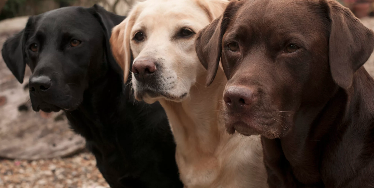 Черный, палевый и шоколадный цвет шерсти лабрадора-ретривера.