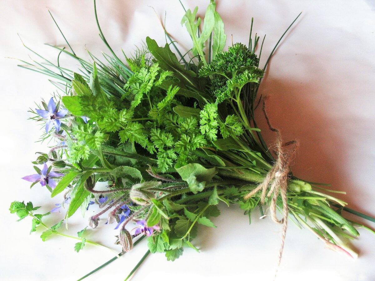 А это букетик из самых первых пряных трав, которые вырастают на огороде. 