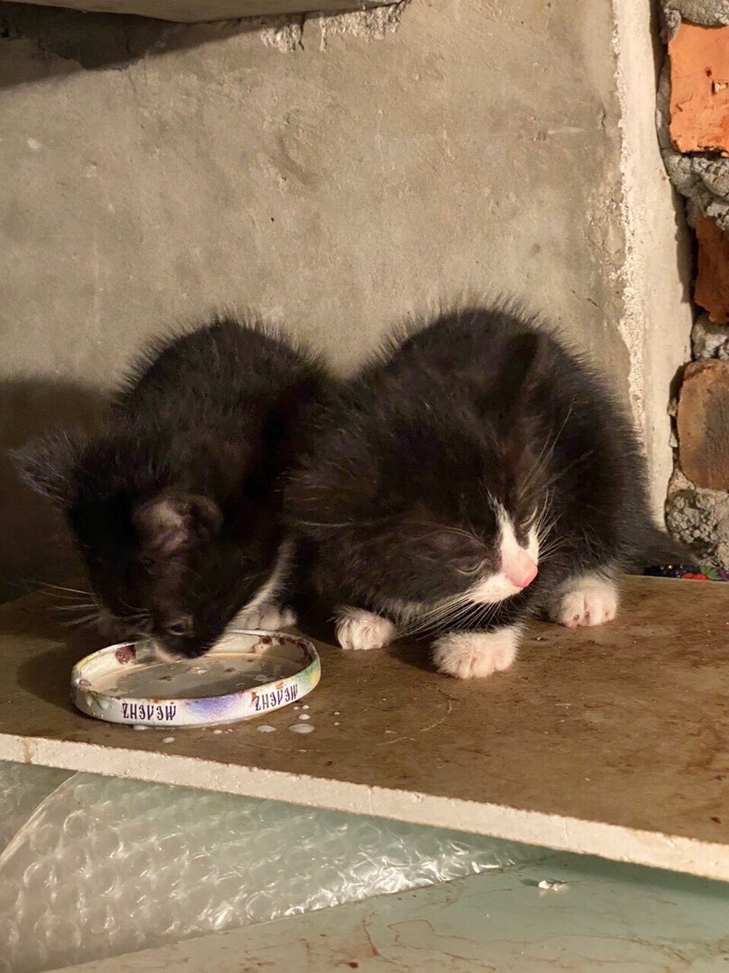 Котята, оставшиеся без матери...(